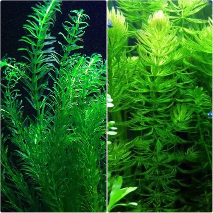 Anacharis & Hornwort Live Plant Bundle for Ponds and Aquariums