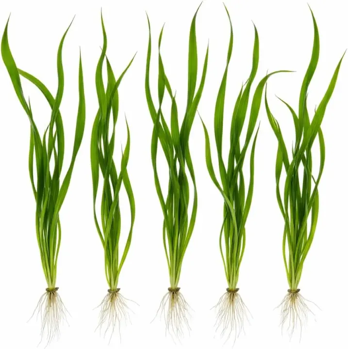 Vallisneria spiralis — Italian Vallisneria Live Aquarium Plant