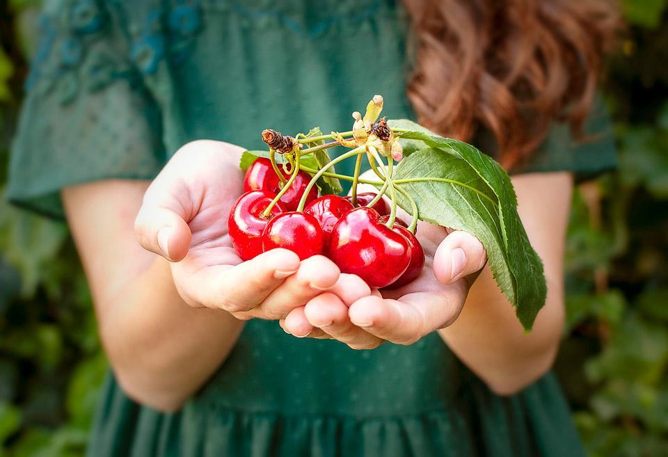 Η food blogger Bella Bucchiotti της xoxoBella μοιράζεται πληροφορίες για την εποχή των κερασιών στην BC και WA και έναν οδηγό για τα κεράσια. Θα λατρέψετε αυτές τις συμβουλές για τη συλλογή κερασιών.
