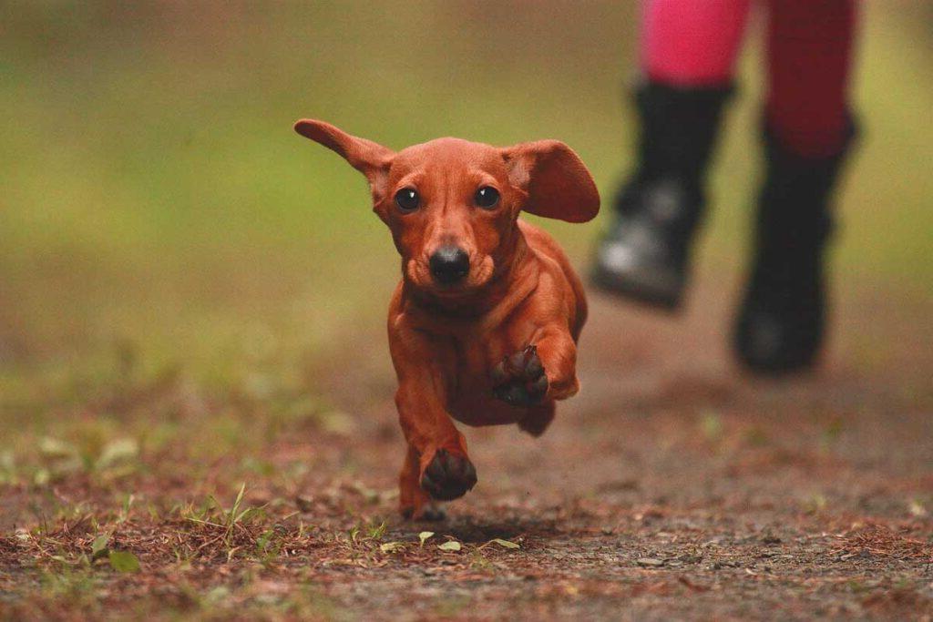 Dachshund running outdoors.