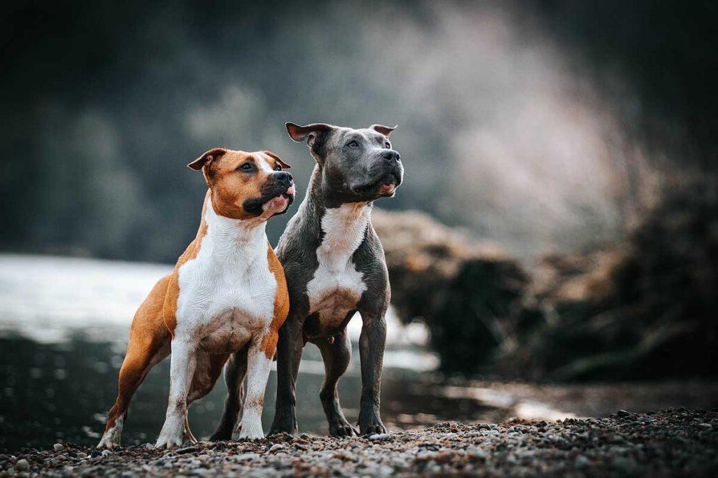 American staffordshire terrier in action. Power of dog. Super fit and strong amstaff.