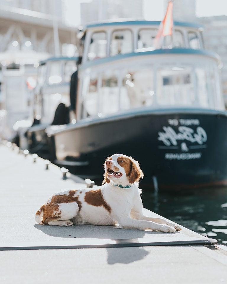 Η blogger Bella Bucchiotti του xoxoBella.com μιλά για τον σκύλο της, τον Brittany Spaniel της, τον Beau, και γιατί αγαπά τον σκύλο της.