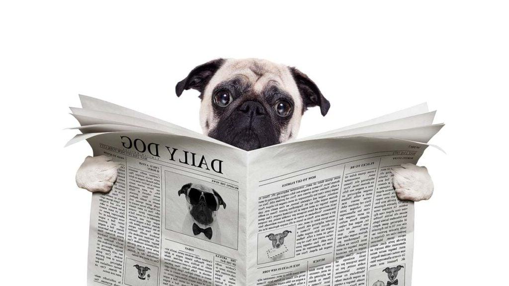 Pug dog reading a the news on the newspaper.