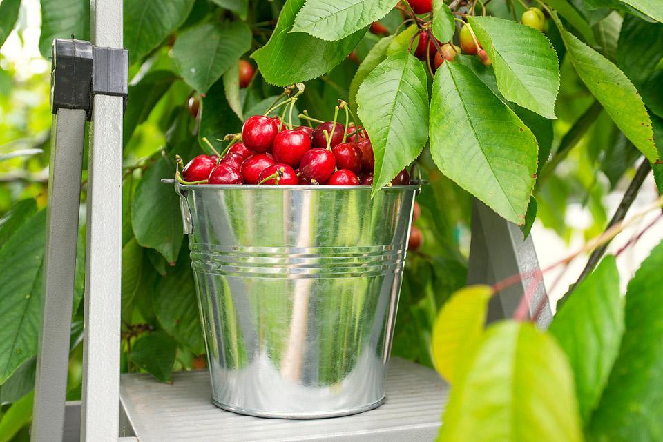 Η food blogger Bella Bucchiotti της xoxoBella μοιράζεται πληροφορίες για την εποχή των κερασιών στην BC και WA και πώς να μαζέψει κεράσια.