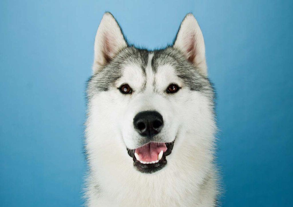 Husky dog on a blue background.