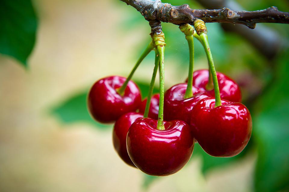Η food blogger Bella Bucchiotti της xoxoBella μοιράζεται πληροφορίες για την εποχή των κερασιών στην BC και WA και πώς να μαζέψει κεράσια.