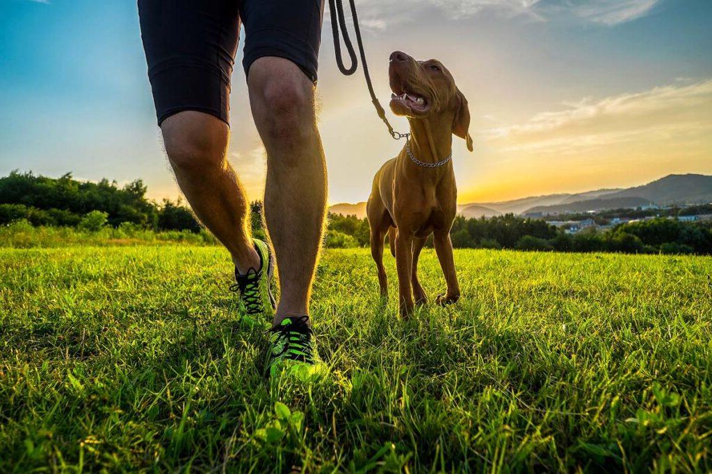 Silhouettes of runner and dog on field under golden sunset sky in evening time.