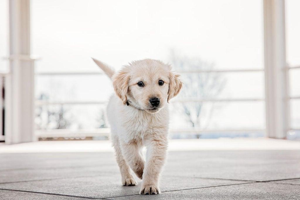 A golden retriever puppy running outside.