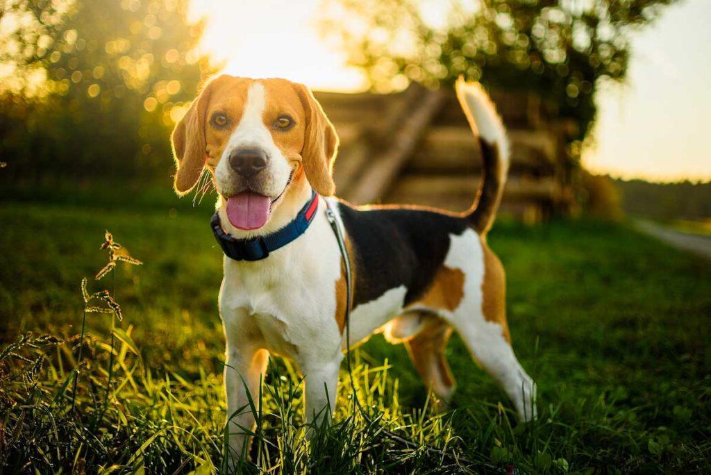 Dog portrait back lit background. Beagle with tongue out in grass during sunset in fields countryside.