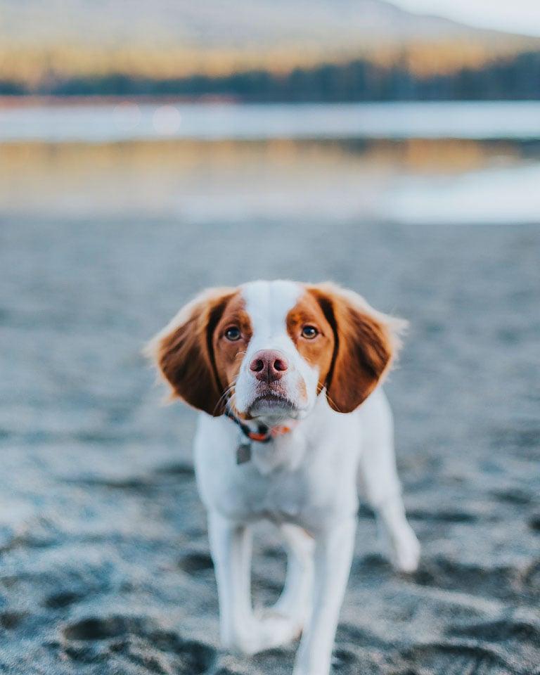Η blogger Bella Bucchiotti του xoxoBella.com μιλά για τον σκύλο της, τον Brittany Spaniel της, τον Beau, και γιατί αγαπά τον σκύλο της.