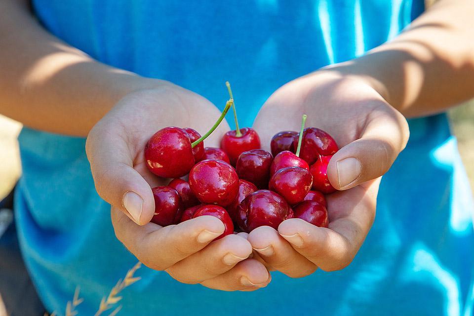 Η food blogger Bella Bucchiotti της xoxoBella μοιράζεται πληροφορίες για την εποχή των κερασιών στην BC και WA και πώς να μαζέψει κεράσια.