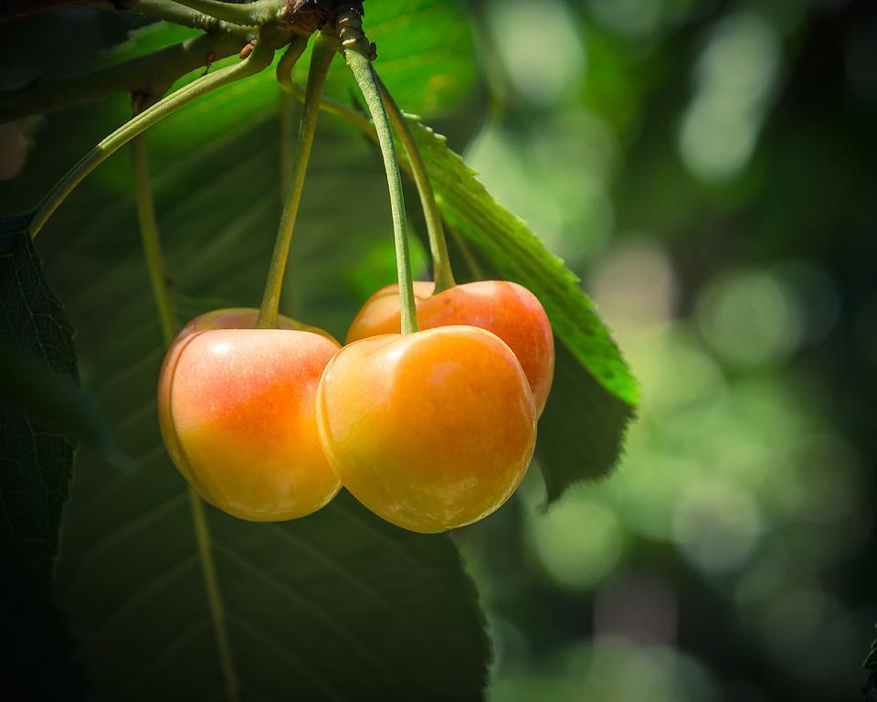 Η food blogger Bella Bucchiotti της xoxoBella μοιράζεται πληροφορίες για την εποχή των κερασιών στην BC και WA και πώς να μαζέψει κεράσια.