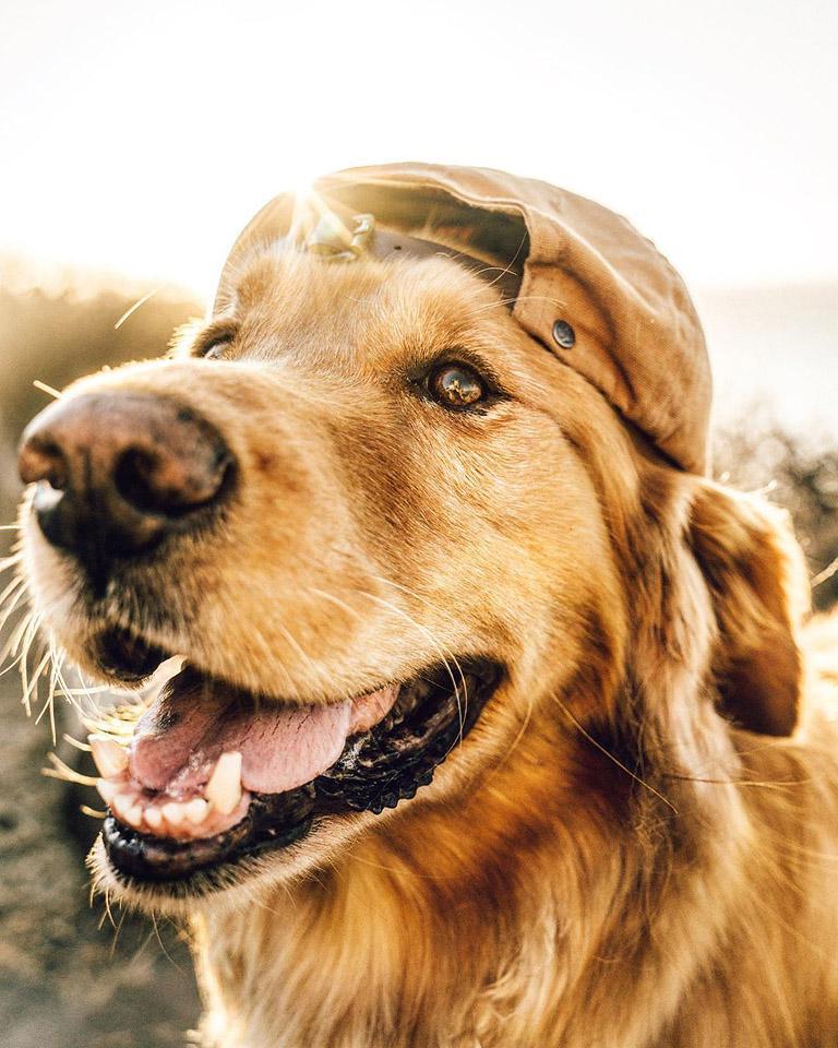 Ο Aspen, ένα Golden Retriever, ποζάρει σε ένα μαγευτικό ορεινό τοπίο, έτοιμος για νέα περιπέτεια.