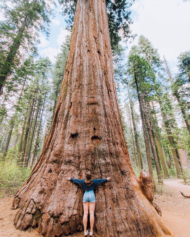 Γιγάντιες σεκόγιες στο Calaveras Big Trees State Park.