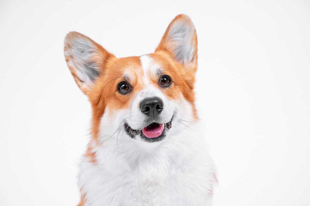 Portrait obedient dog (puppy) breed welsh corgi pembroke smiling with tongue on a white background.