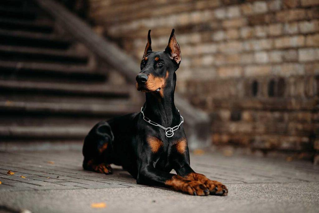 The young doberman female posing.