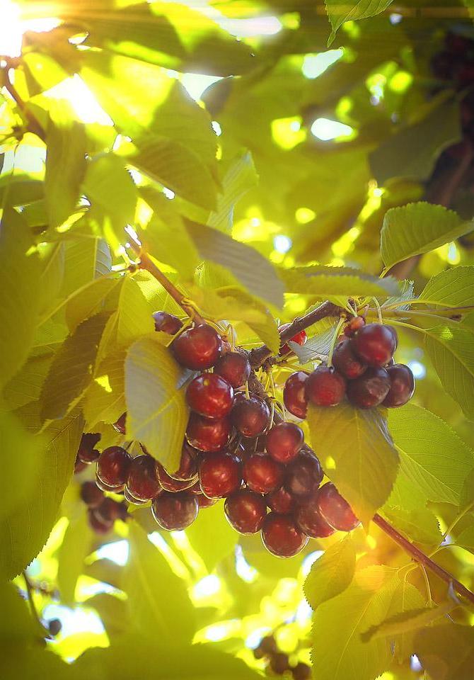 Η food blogger Bella Bucchiotti της xoxoBella μοιράζεται πληροφορίες για την εποχή των κερασιών στην BC και WA και έναν οδηγό για τα κεράσια. Θα λατρέψετε αυτές τις συμβουλές για τη συλλογή κερασιών.