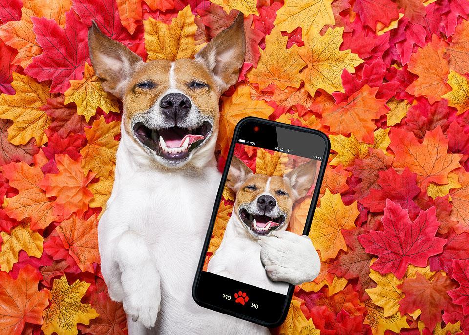 Jack russell dog , lying on the ground full of fall autumn leaves, lying on the back torso and taking  a selfie with smartphone mobile phone.