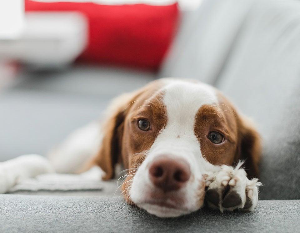 Η blogger Bella Bucchiotti του xoxoBella.com μιλά για τον σκύλο της, τον Brittany Spaniel της, τον Beau, και γιατί αγαπά τον σκύλο της.