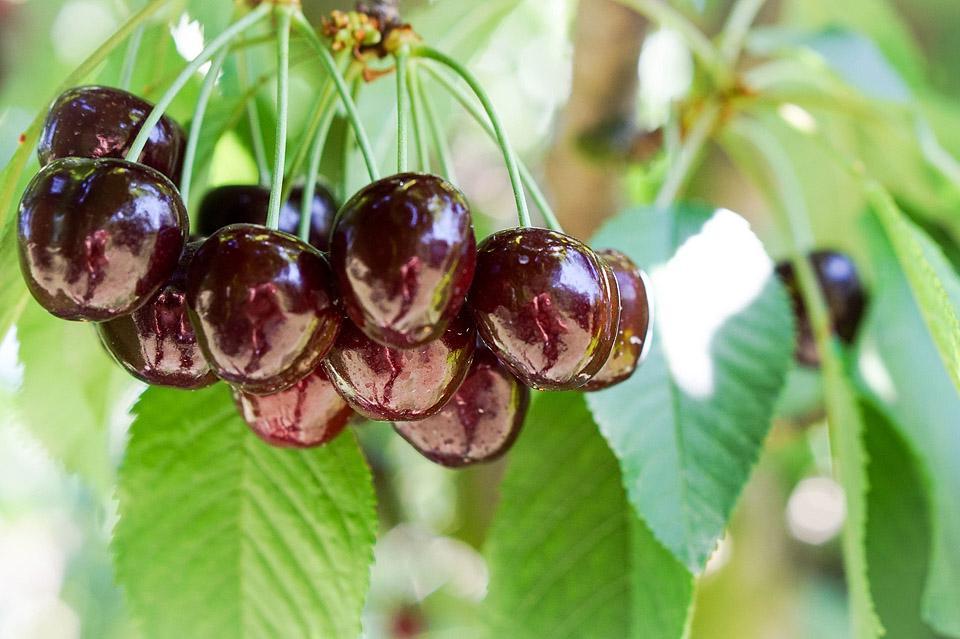 Η food blogger Bella Bucchiotti της xoxoBella μοιράζεται πληροφορίες για την εποχή των κερασιών στην BC και WA και τον καλύτερο τρόπο επιλογής κερασιών.