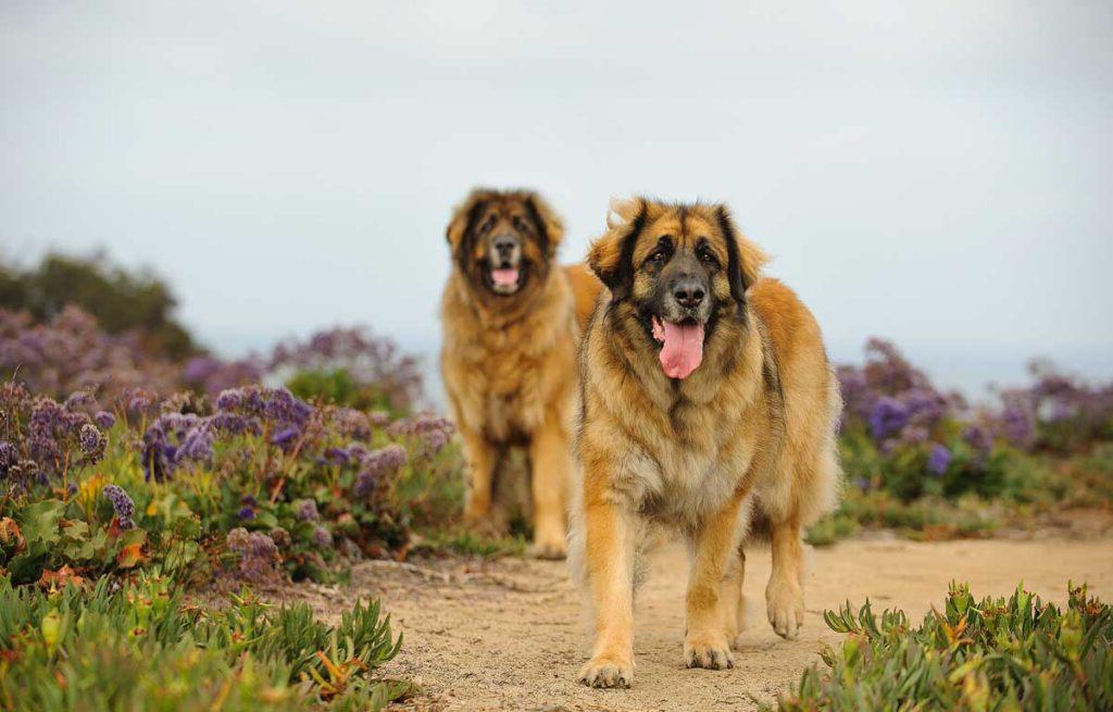 Two Leonberger dogs outdoor portrait standing in field.