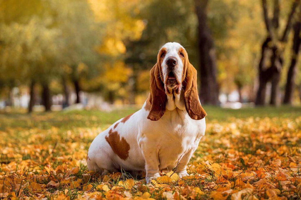 Dog breed Basset Hound.