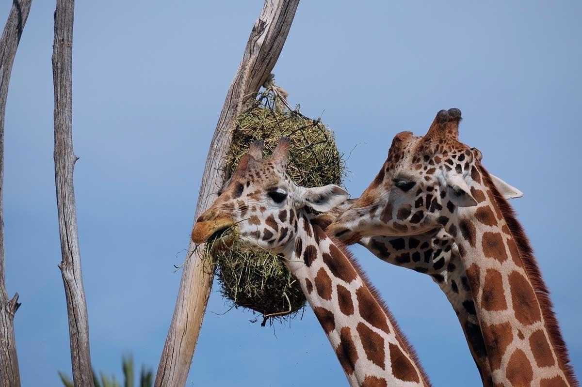 Καμηλοπάρδαλη στο Africam Safari, Πουέμπλα, Μεξικό