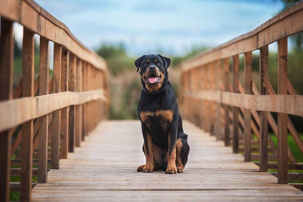 Rottweiler dog sitting on the bridge.