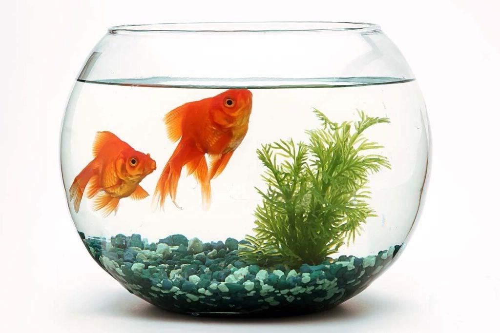 Goldfish fishbowl.