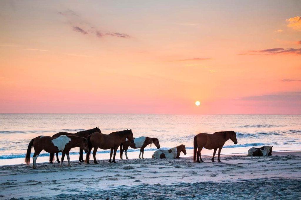 Άγρια άλογα στην παραλία του Assateague νωρίς το πρωί.