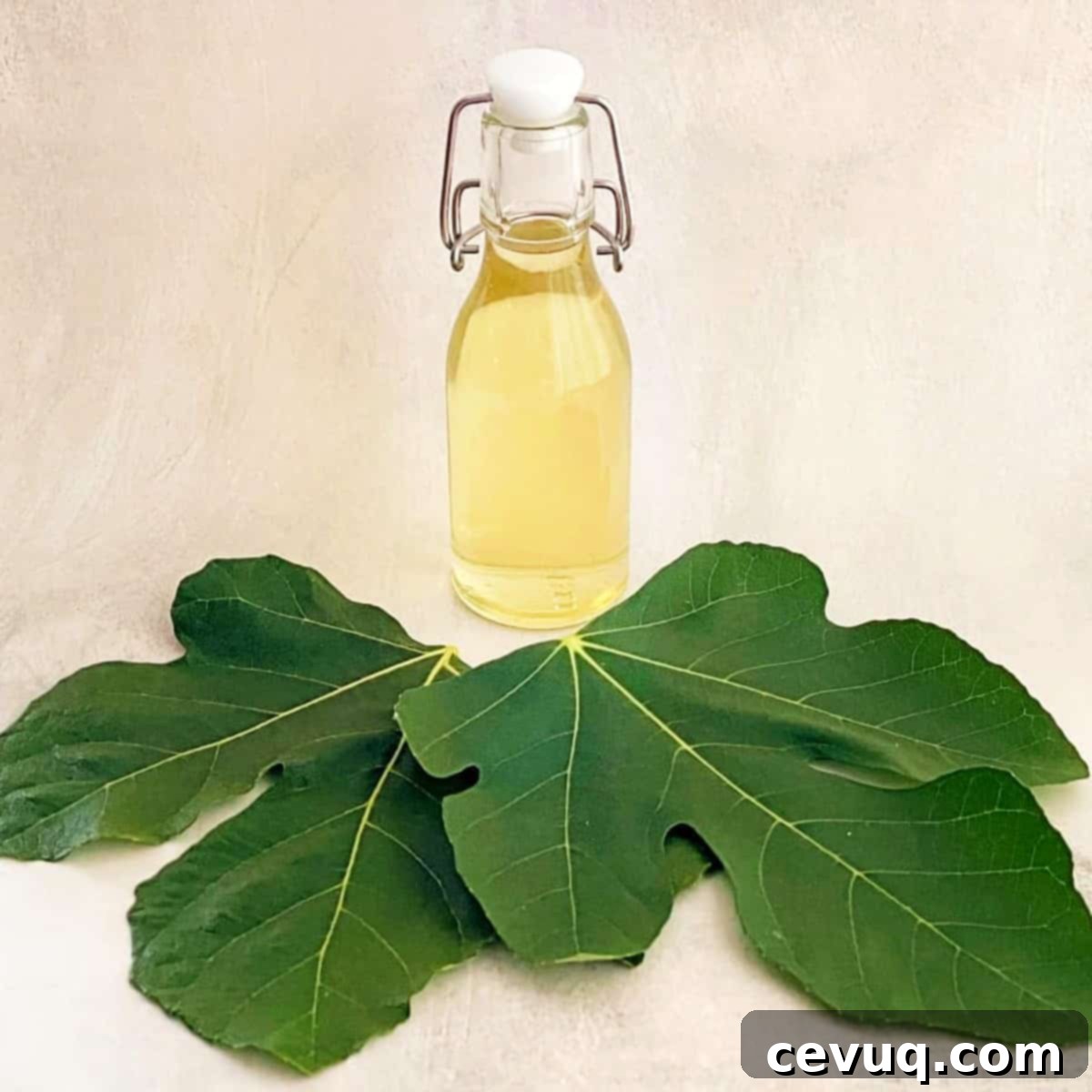 Σιρόπι Φύλλου Συκής 2 σιρόπι φύλλων συκιάς σε μπουκάλι πάνω σε φρέσκα φύλλα συκιάς