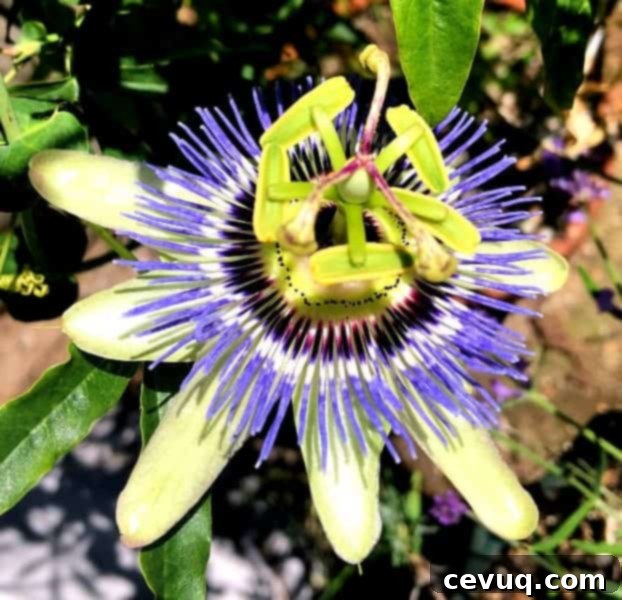 Εύκολες Μπάρες Μαρικούγιας 5 passion fruit flower.