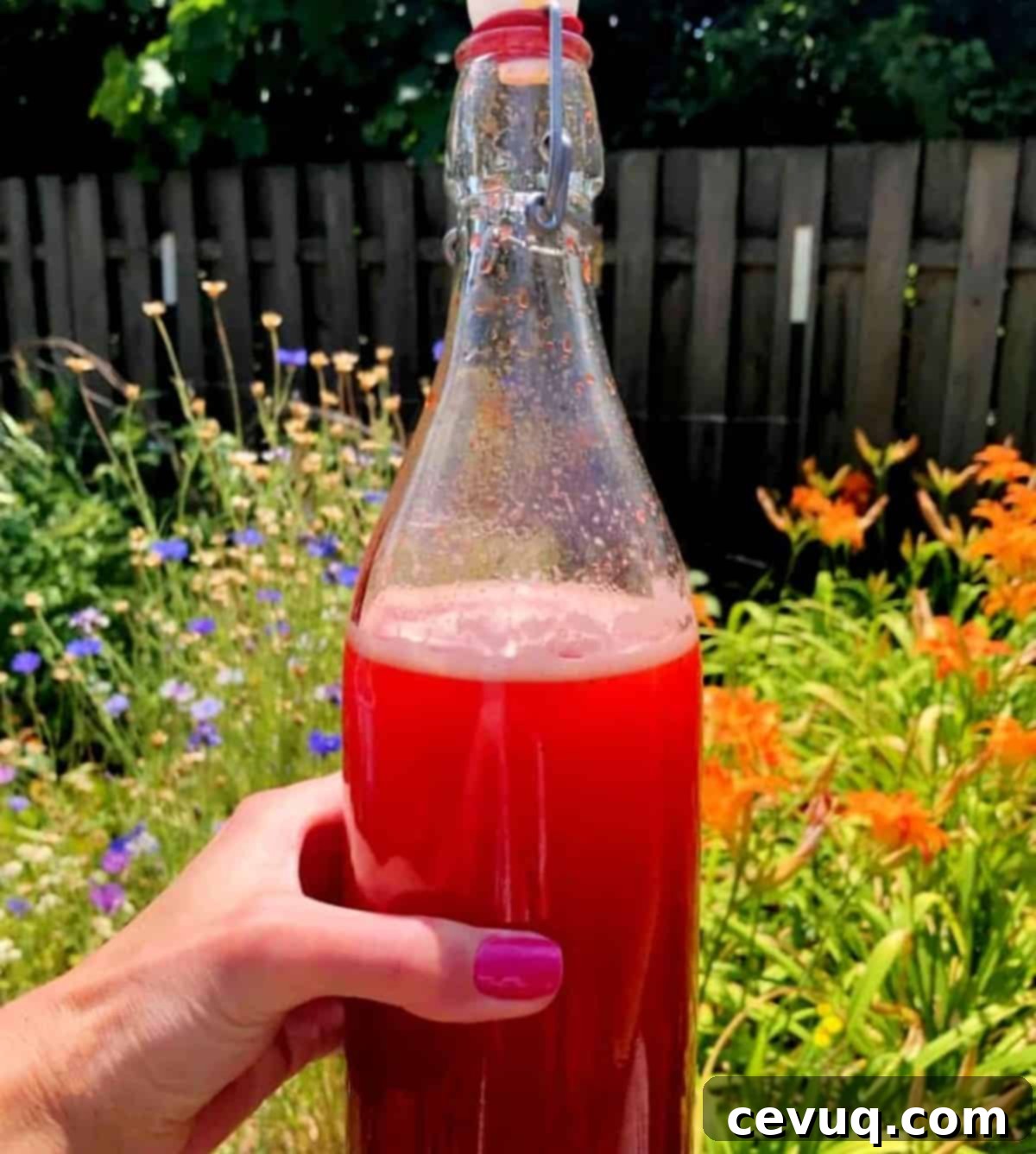 Οξυμέλι Φρέσκων Φρούτων 3 strawberry shrub in a flip top bottle.