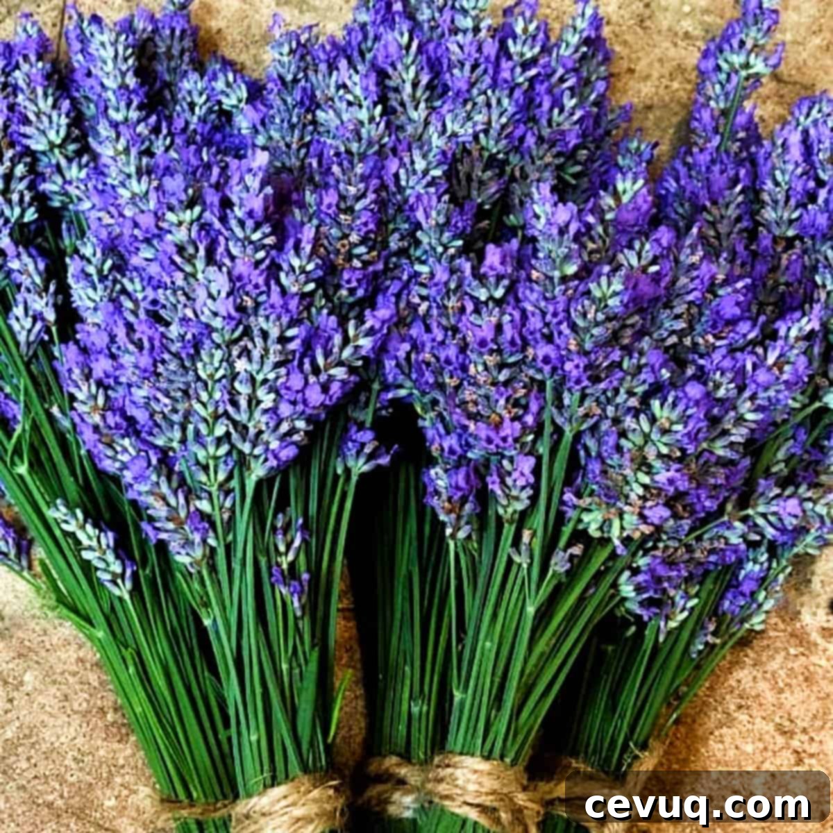 Νέκταρ Λεβάντας 3 fresh lavender bunches.