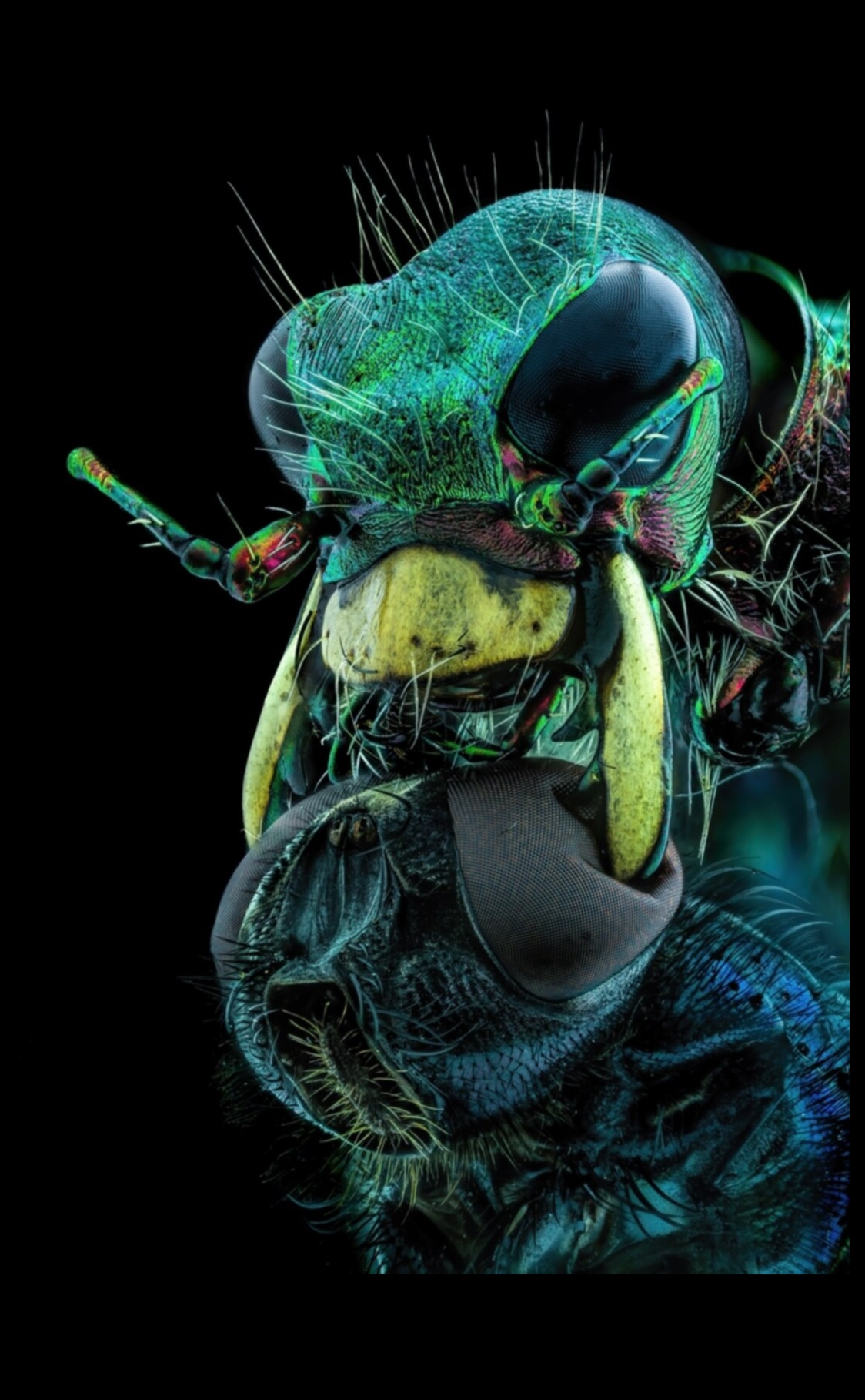 Από κοντά θαύματα: Εξερευνώντας τους Μικρόκοσμους μέσω της Μακρο Φωτογραφίας