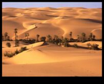 Φέρτε την Όαση της Ερήμου μέσα