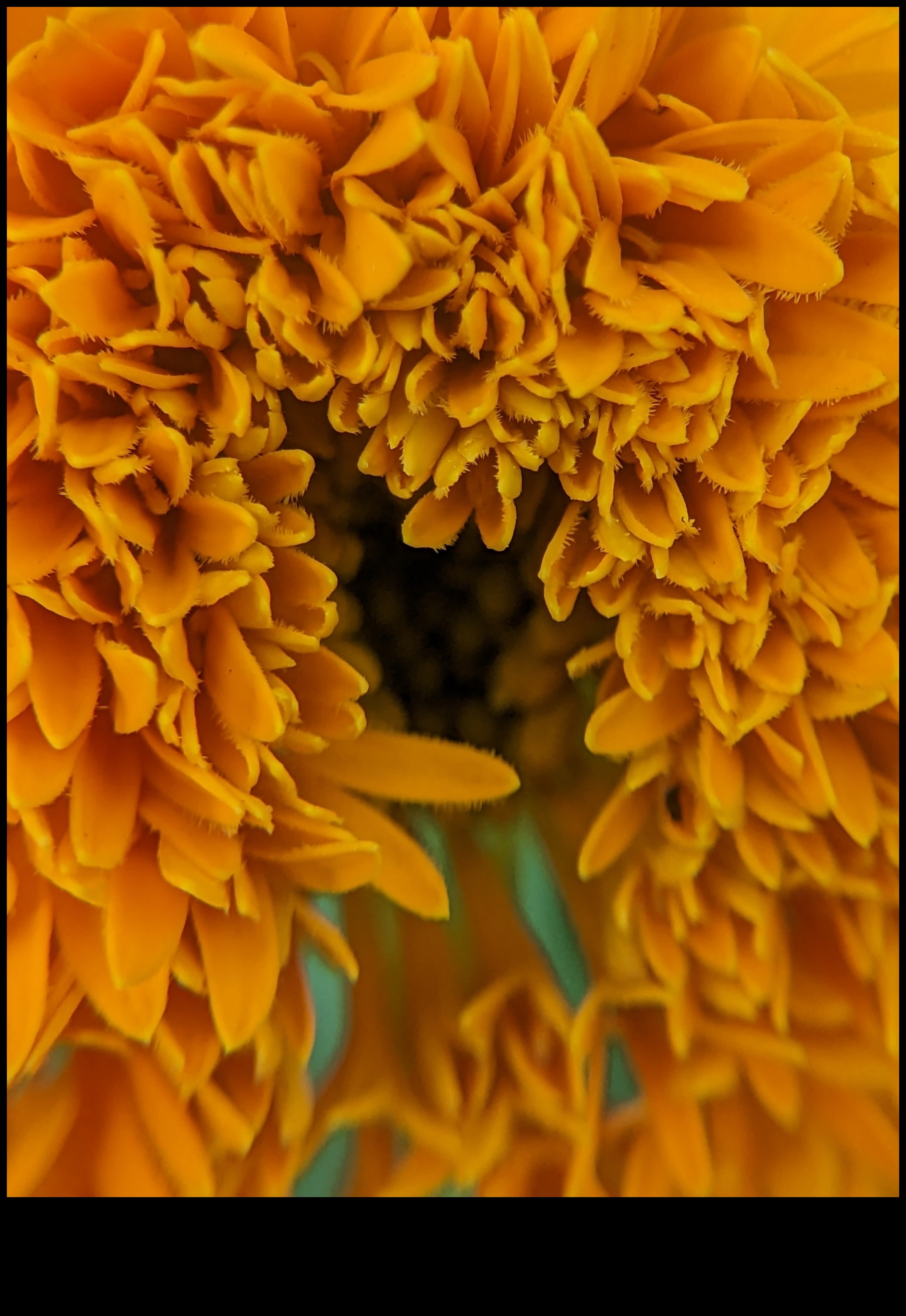 Petal Poetry Αποτυπώστε την ομορφιά των λουλουδιών με μακρο φωτογραφία 2 Petal Poetry: Mastering Techniques for Macro Flower Photography