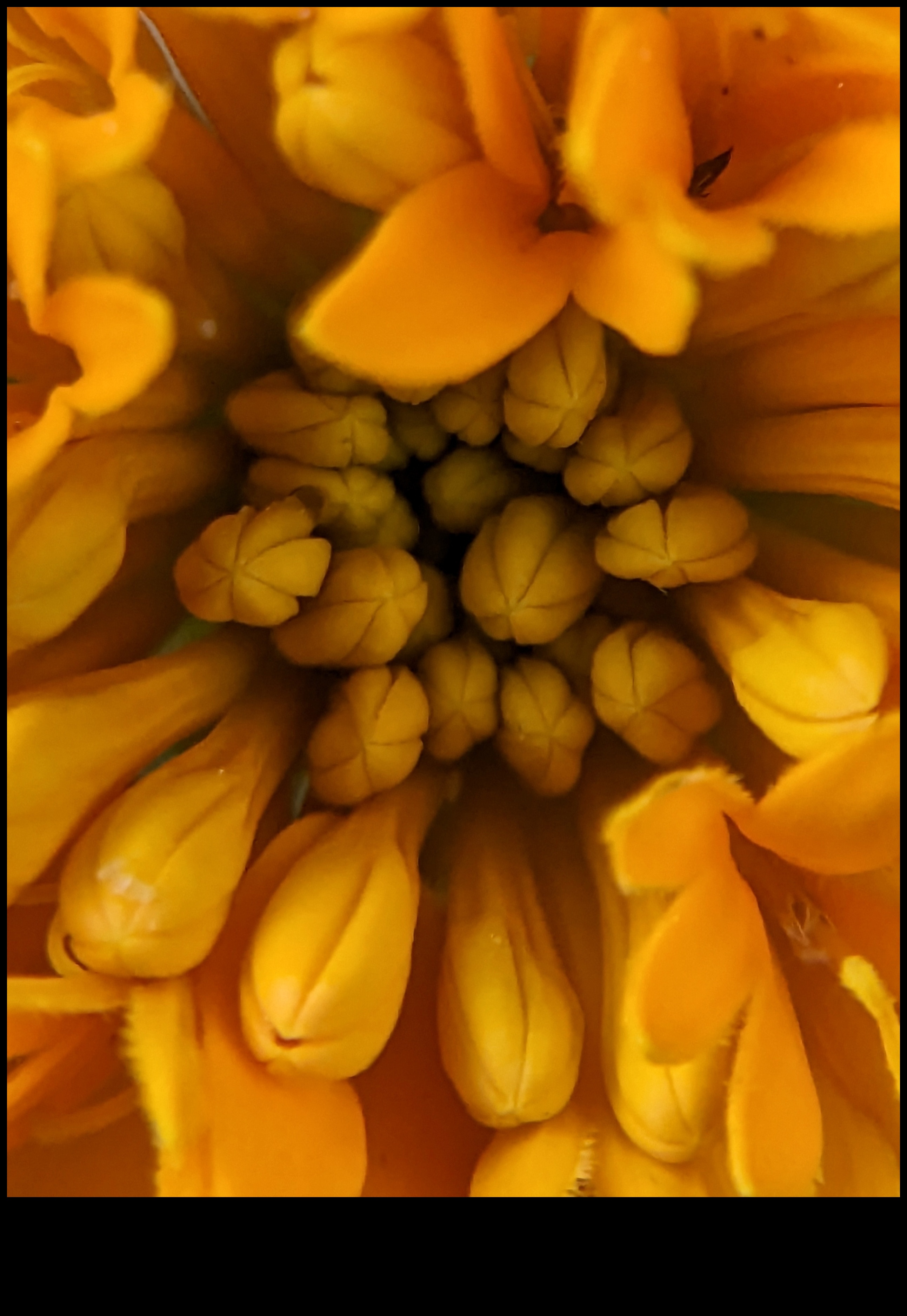 Petal Poetry Αποτυπώστε την ομορφιά των λουλουδιών με μακρο φωτογραφία 5 Petal Poetry: Mastering Techniques for Macro Flower Photography