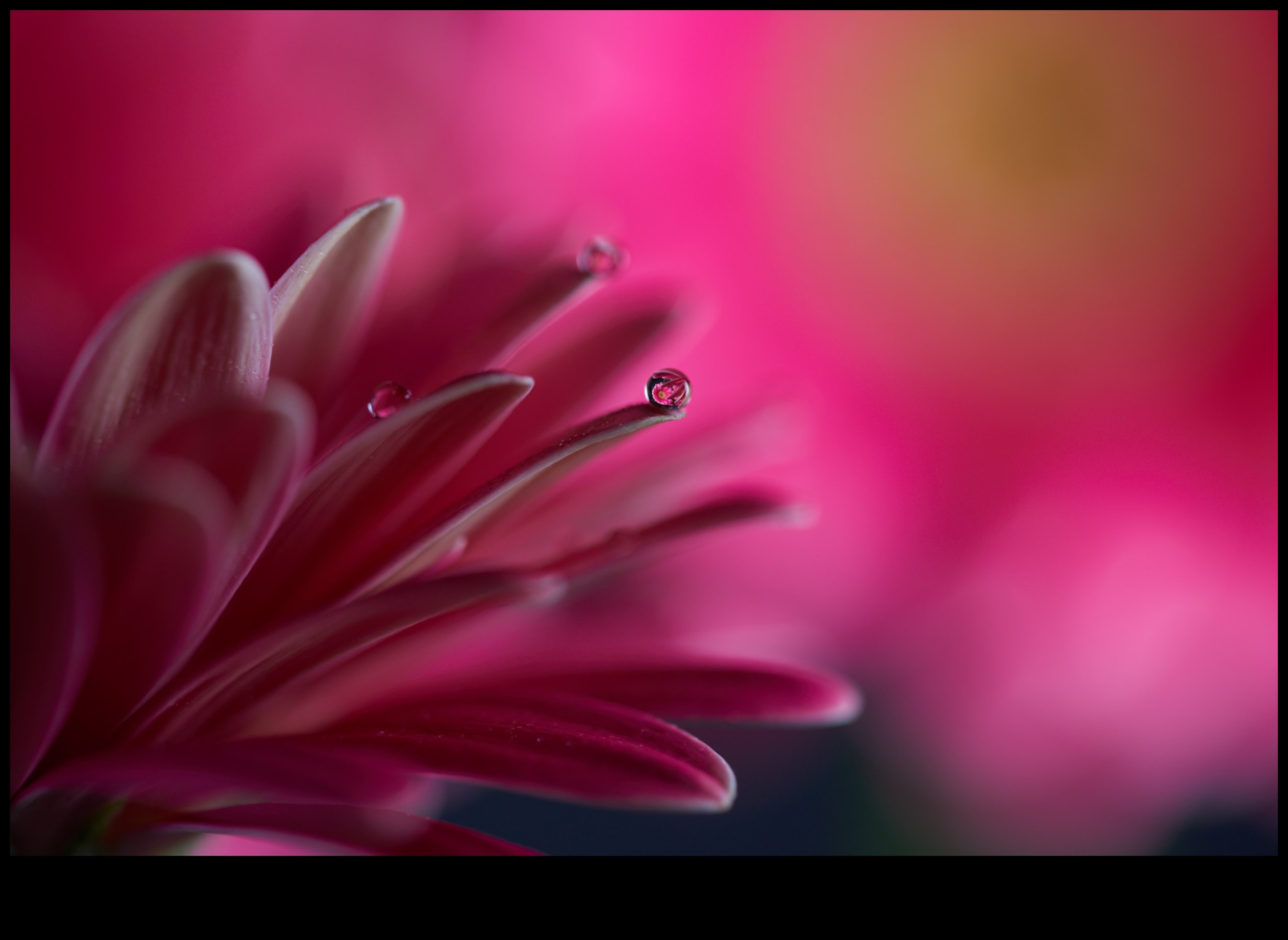 Petal Poetry Αποτυπώστε την ομορφιά των λουλουδιών με μακρο φωτογραφία 3 Petal Poetry: Mastering Techniques for Macro Flower Photography