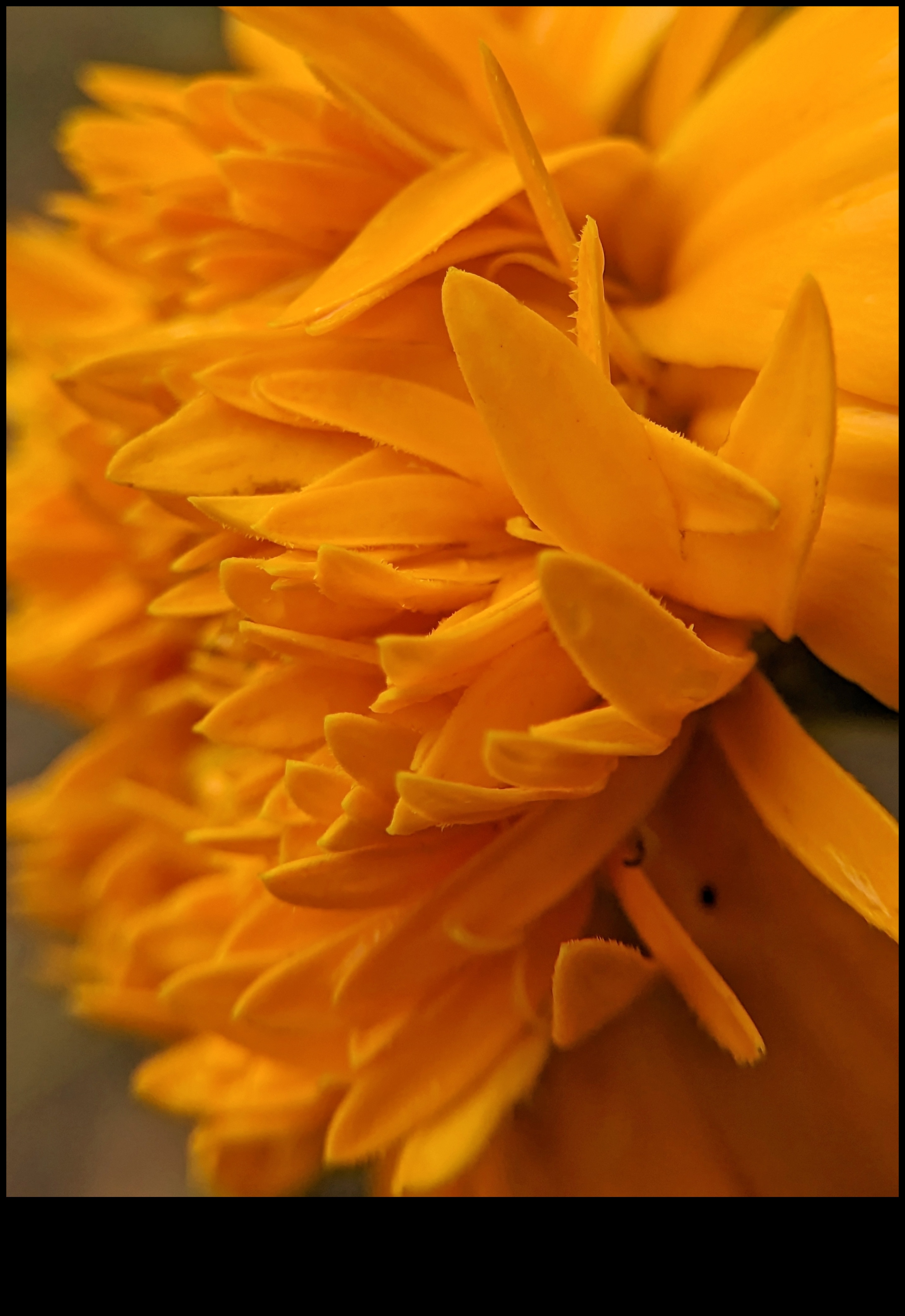 Ποίηση με πέταλα Αποτυπώστε την ομορφιά των λουλουδιών με μακρο φωτογραφία 4 Petal Poetry: Mastering Techniques for Macro Flower Photography