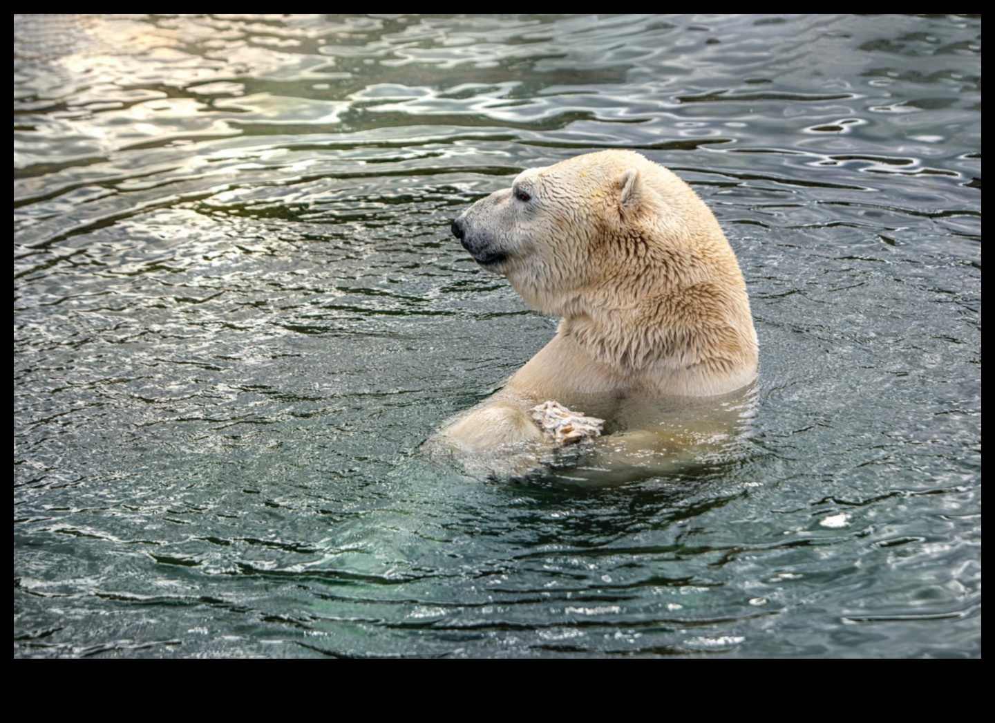 Wildlife Wonders: Capturing Nature's Majesty with Animal Photography Styles