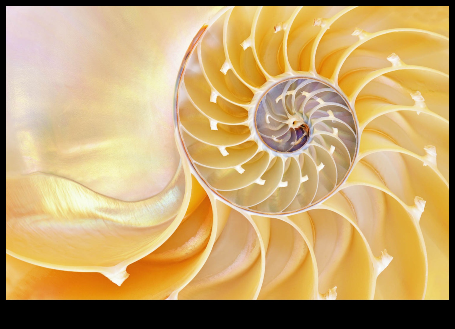 Beyond the Surface Macro Captures αποκαλύπτουν την κρυμμένη ομορφιά του φυσικού κόσμου 4 Beyond the Surface: Αποκάλυψη της κρυμμένης ομορφιάς μέσω μακροσκοπήσεων