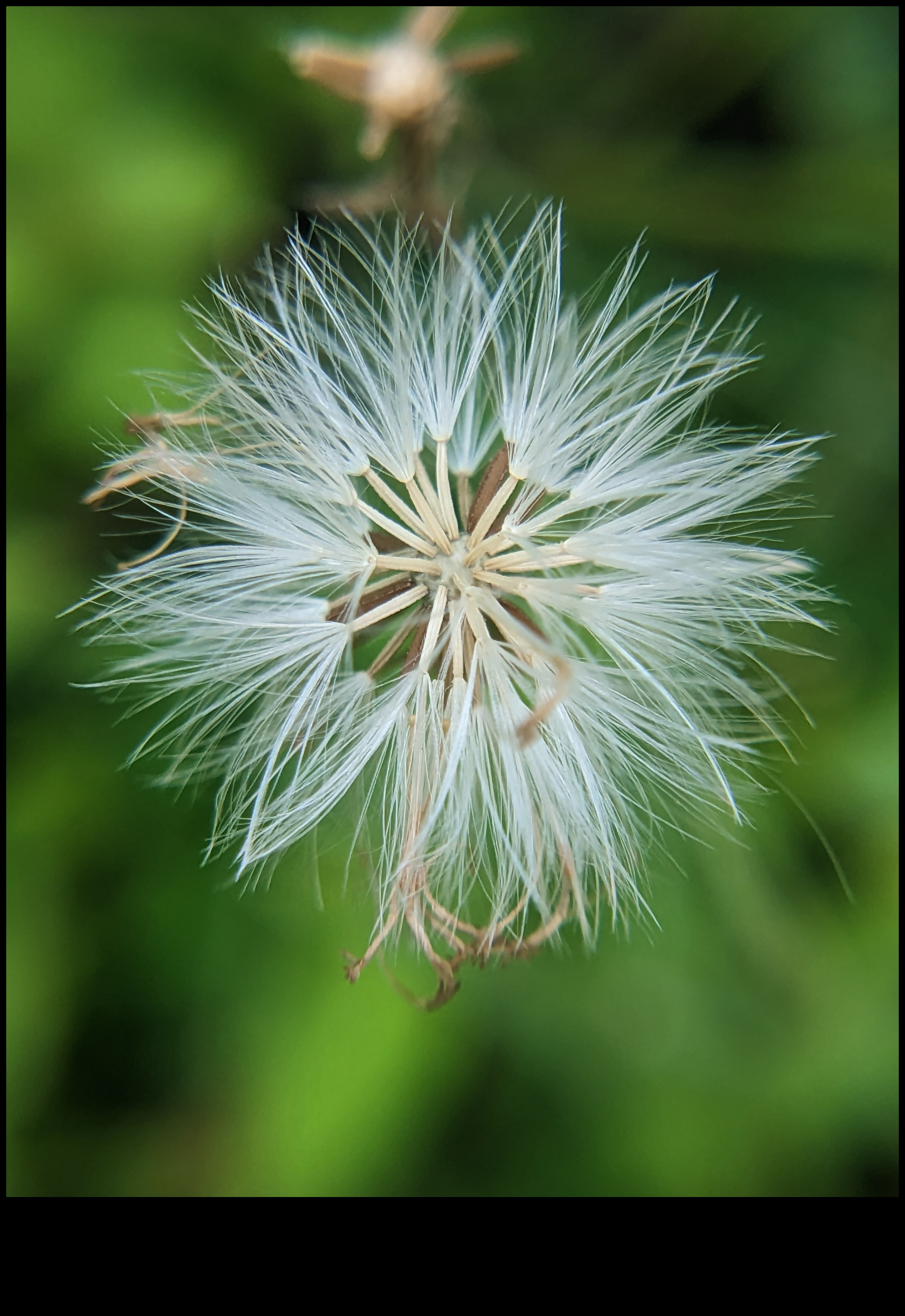 Ποίηση με πέταλα Αποτυπώστε την ομορφιά των λουλουδιών με μακρο φωτογραφία 1 Petal Poetry: Mastering Techniques for Macro Flower Photography
