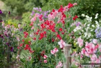 10 Cut Flowers You Can Grow from Seed This Season