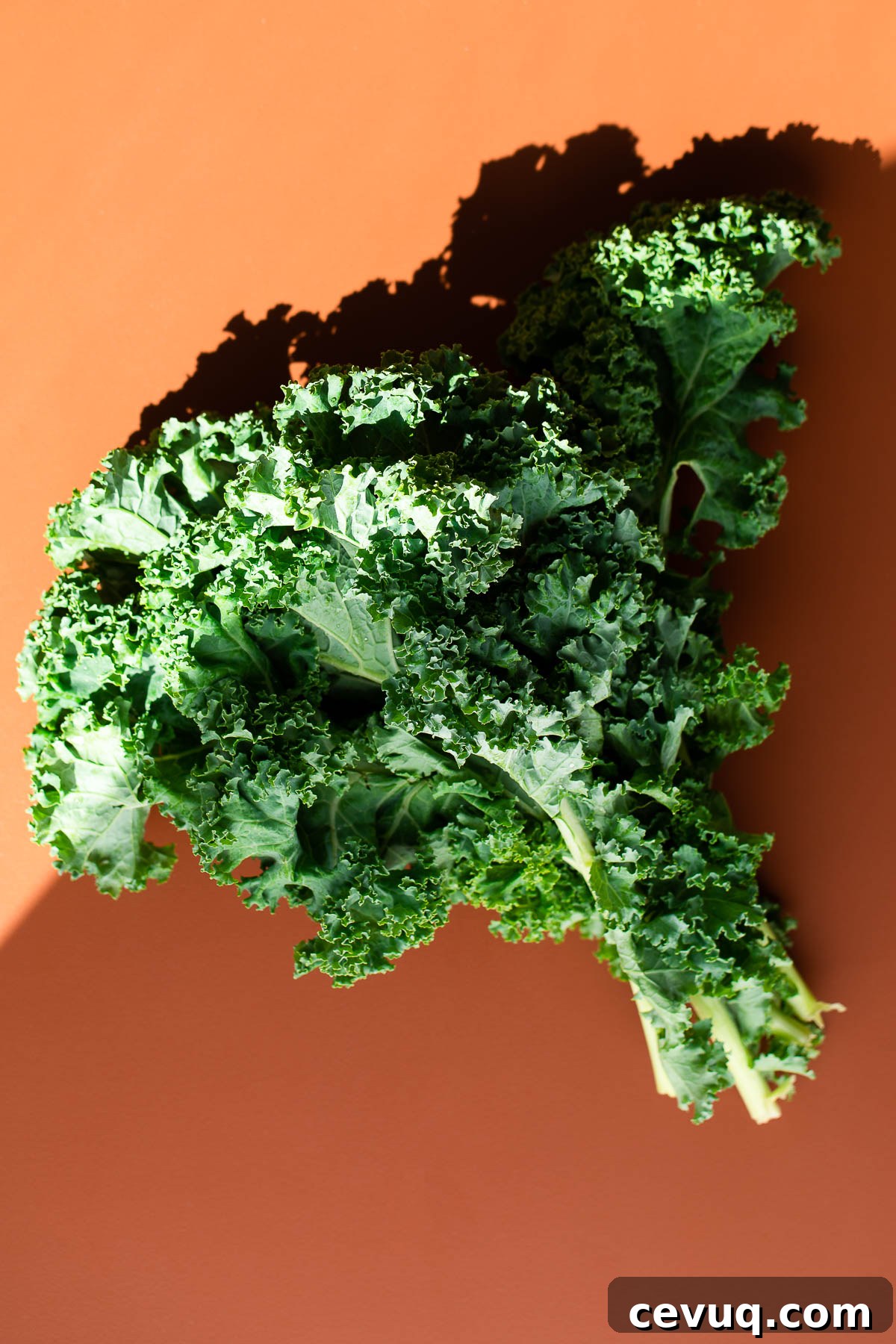 Fresh Curly Kale Bunch