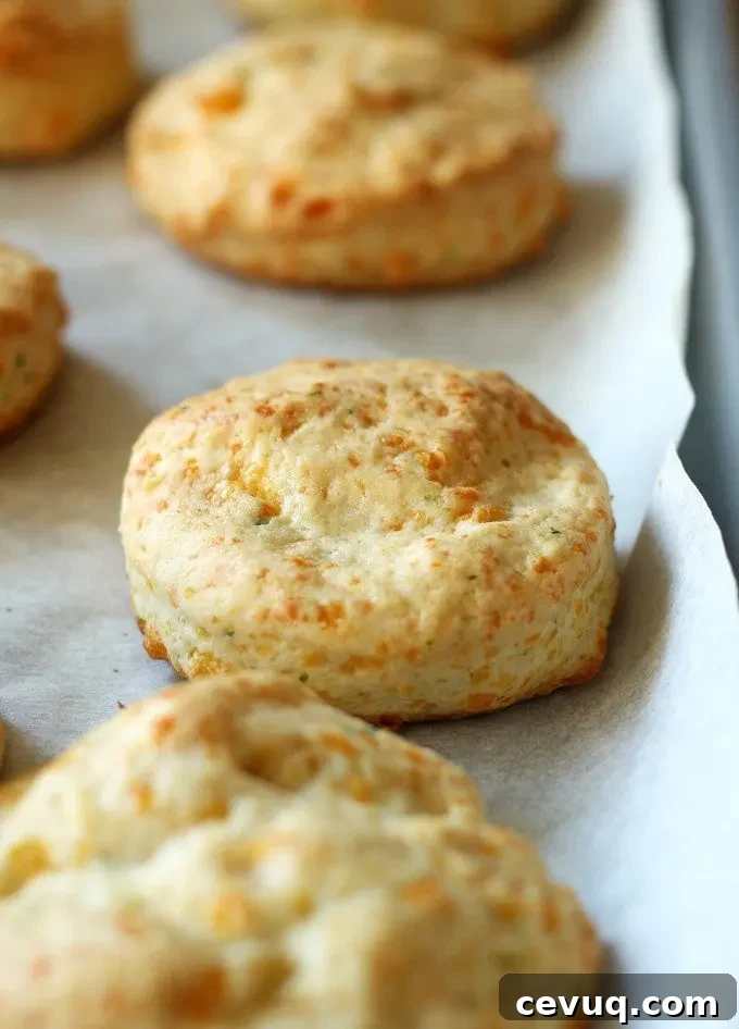 Cheddar Chive Biscuit BLT Sandwiches #BetterBiscuits