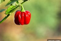 When the Chili Season Ends: Harvest Tips and What to Expect