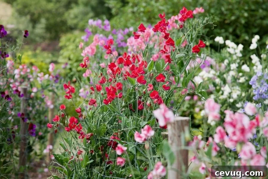 sweet peas are one of the cut flowers you can easily start from seed!