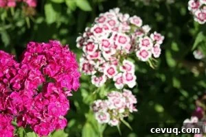 pink and white sweet william flower blossoms