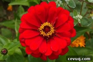 a bright red zinnia with a yellow center